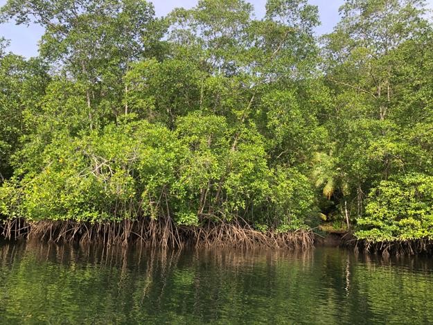 mangroves מנגרובים בשולי היבשות ליד הים